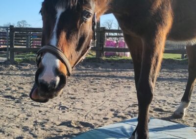 Braunes Pferd schnuppert neugierig an einer Plane auf einem Sandboden – Bodenarbeit und Desensibilisierung