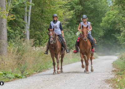 Zwei Reiterinnen mit Startnummern reiten auf Füchsen einen Waldweg entlang bei einem Distanzritt